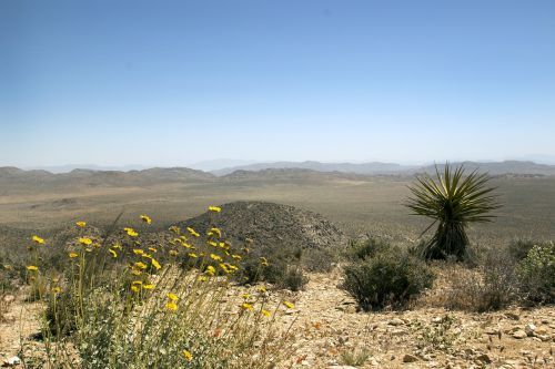 joshua tree national park flora