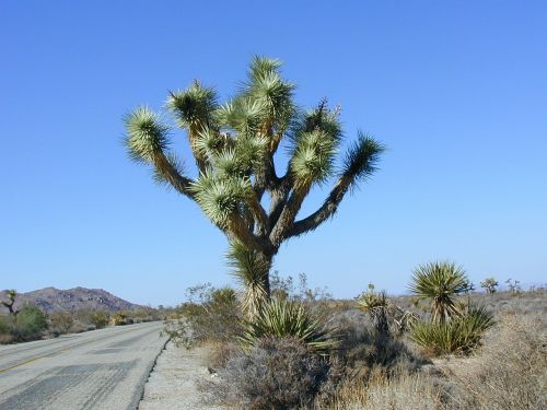 joshua tree joshua tree national park dry