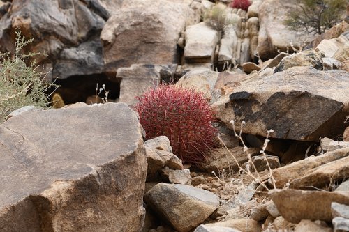 joshua tree  desert  cacti