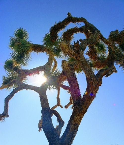joshua tree cactus desert