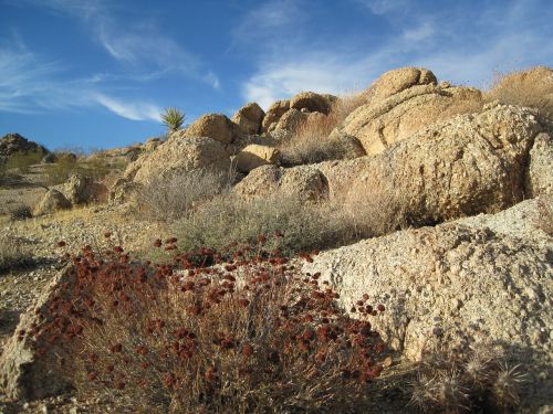 joshua tree desert landscape