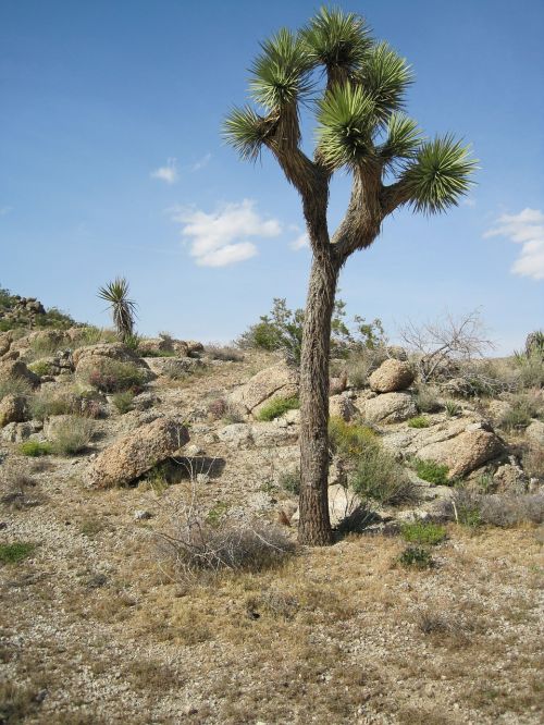 joshua tree desert landscape