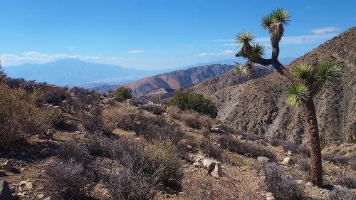 joshua tree desert california