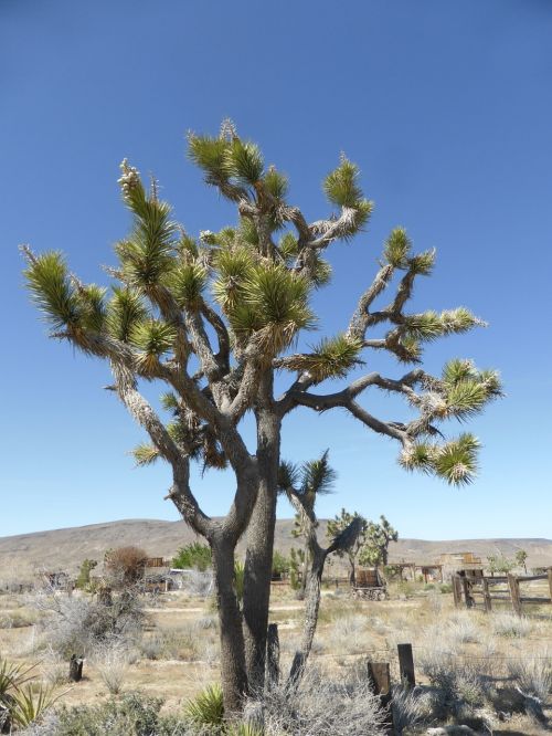 joshua tree mohave california