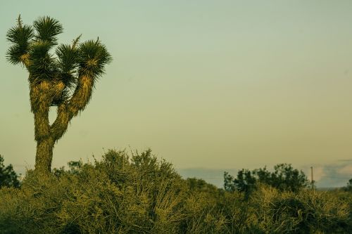 joshua tree desert nature