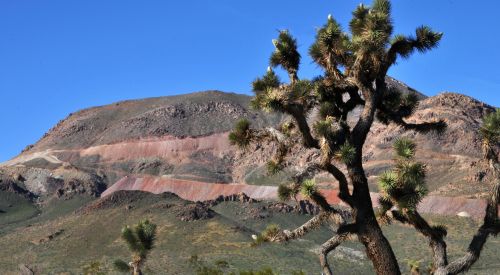 Joshua Tree And Mined Mountain