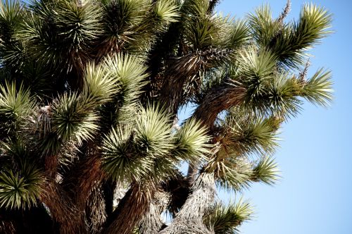 Joshua Tree Cactus