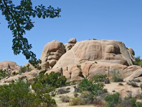 joshua tree national park california usa