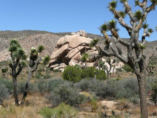 joshua tree national park joshua tree california