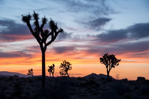 joshua trees sunset landscape