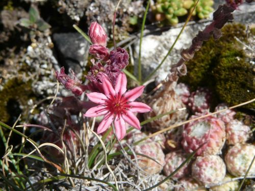 joubarde flower mountain