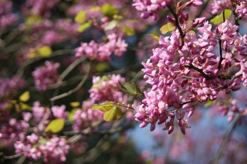 judas-tree tree blossom