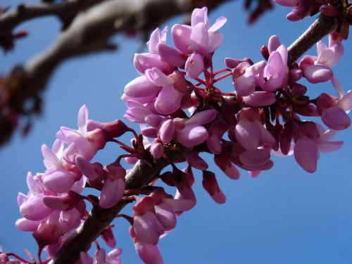 judas-tree love tree cercis