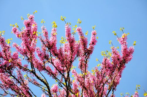 judas tree spring bloom