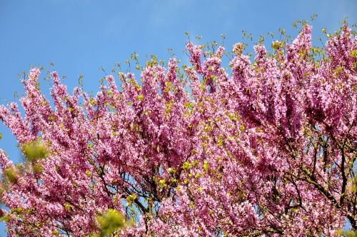 judas tree spring bloom