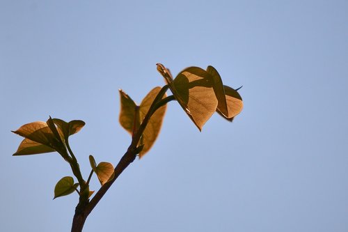 judas tree  leaf  heart