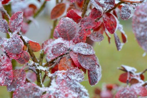 judas tree leaves hoarfrost