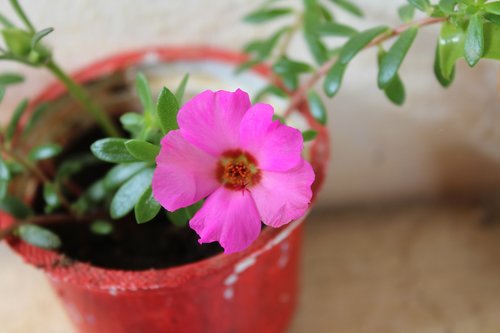 jug  pink  flower