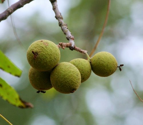 juglans nigra eastern black walnut black walnuts