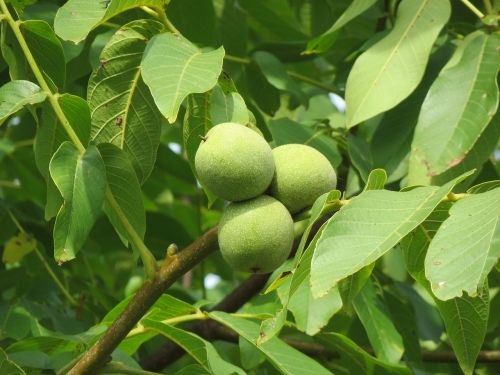 juglans regia persian walnut english walnut