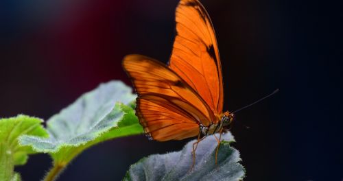 julia butterfly torch orange