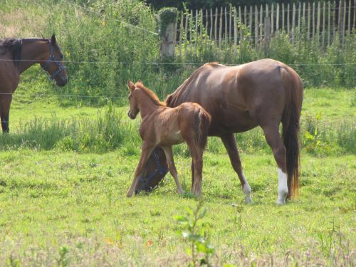 Mare And Foal