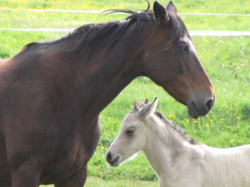 Mare And Foal 2
