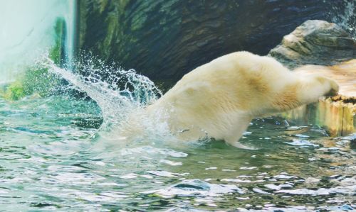 jump water bear