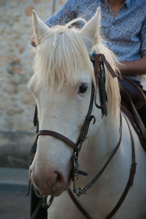 jumper horse camargue