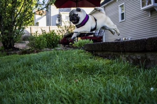 jumping pug puppy