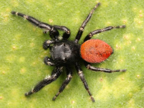 jumping spider macro