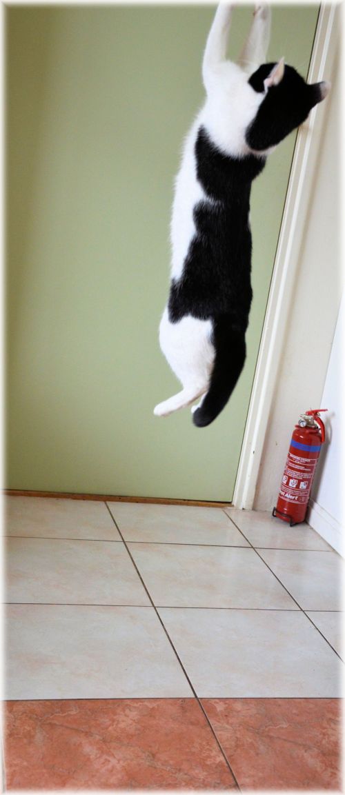 Jumping Cat 4