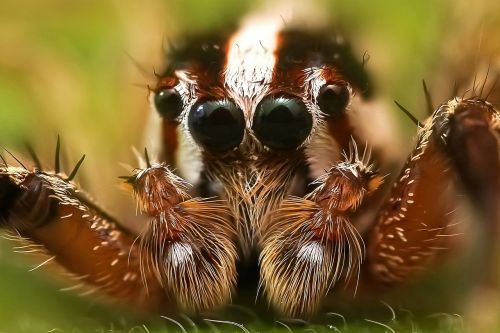 jumping spider insect macro