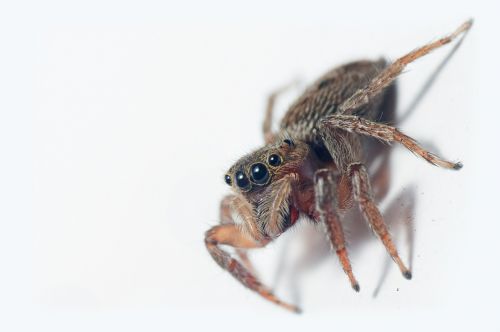 jumping spider spider animal