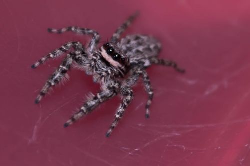 jumping spiders insect macro