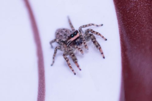jumping spiders insect macro