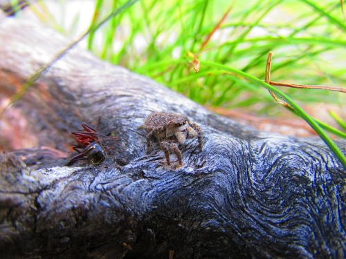 jumping spiders ant nature