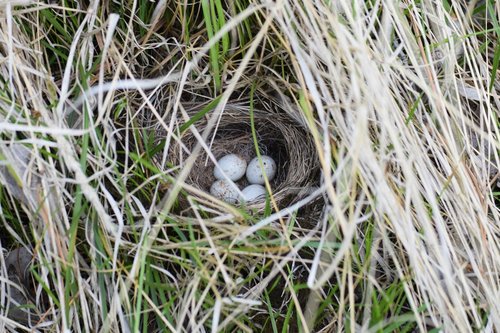 junco  nest  eggs