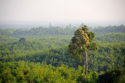 jungle myanmar forest
