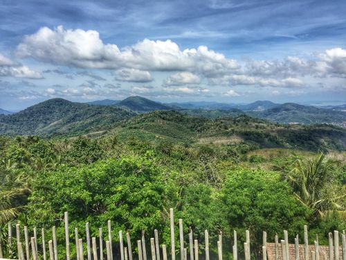 jungle thailand nature