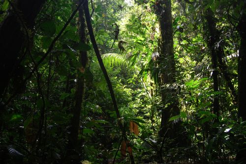 jungle ecuador nature