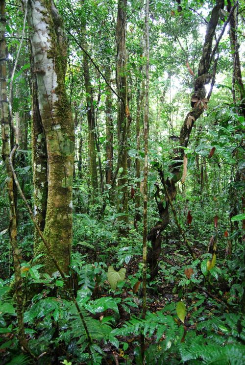 jungle ecuador nature