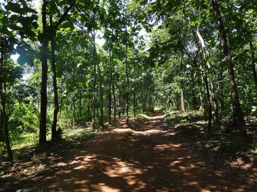 jungle road trees