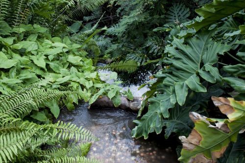 jungle water plants