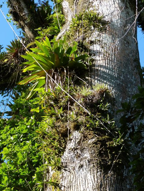 jungle overgrown tree