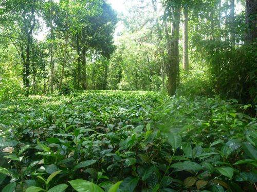 jungle nature tea