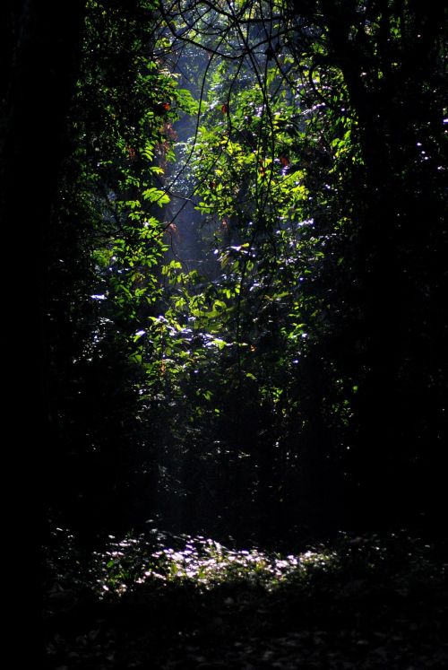 jungle gorumara forest