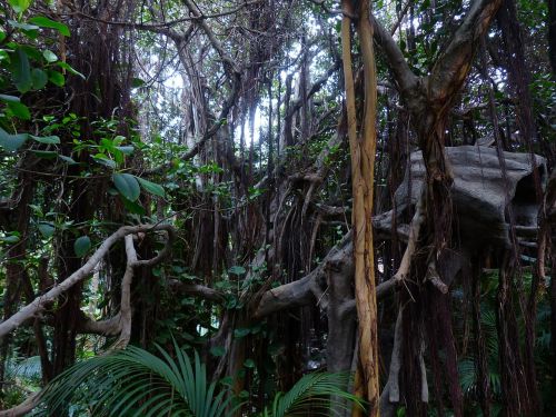 jungle lianas trees