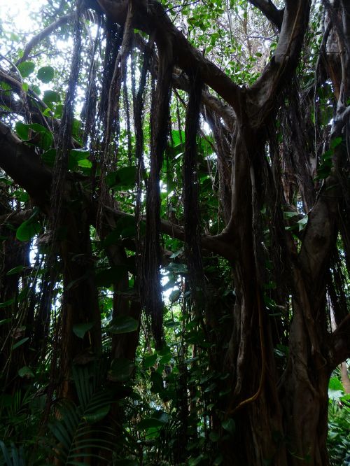 jungle lianas trees