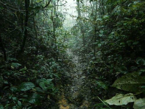 jungle rain tropical